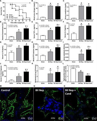 Lacticaseibacilli attenuated fecal dysbiosis and metabolome changes in Candida-administered bilateral nephrectomy mice